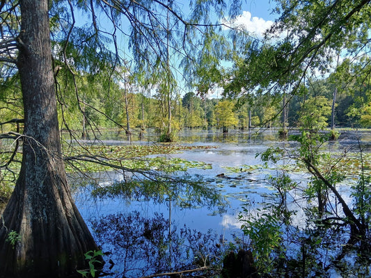 The Only Place on Earth: How We Brought Ancient Paddlefish Back from Extinction